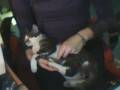 videos de Kätzchen beim Kuscheln