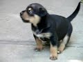 Rottweiler puppies at 3 weeks Rottweiler puppies at 3 weeks