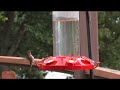 Hummingbirds from Lake Texoma. Hummingbirds from Lake Texoma.