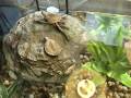 videos de Texas Map Turtles