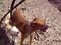 kima y rocco  en el cerro shiaaaa 