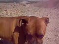 kima y rocco  en el cerro shiaaaa 