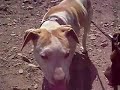 kima y rocco  en el cerro shiaaaa 