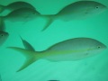 Video & Photos Underwater Xel-Ha Riviera Maya, Mexico