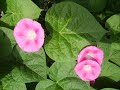 flori