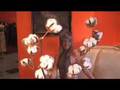 notjustalabel video
