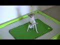 Unusual Dog Tricks