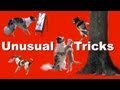 Unusual Dog Tricks