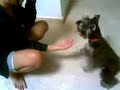 miny dog stunts