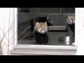 Red Panda gets scared by zookeeper - YouTube