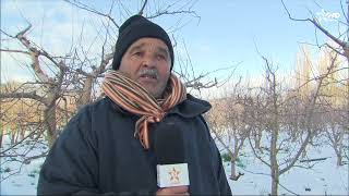 إفران - الأطلس المتوسط : أي تأثير لأمطار وثلوج شهر مارس على مردودية الأشجار المثمرة؟