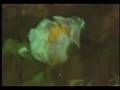 Rusalka Final Scene II