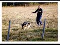 Obedience and Showing-The German Shepherd