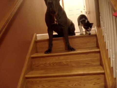 cane corso