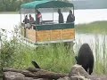 Black Bear on Wildife Tour by Pontoon Boat in Canada