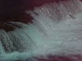 Sockeye salmon going upstream