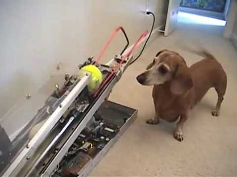 Qué pasa cuando los ingenieros tienen perro? 0 Qué pasa cuando los ingenieros tienen perro?