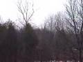 ICC Tree Removal