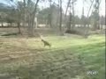 Deer Gets Stuck On Swing Deer Gets Stuck On Swing