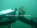 LNQ Monkey Diving