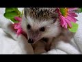 ヨツユビハリネズミの紫君（黒っぽいほう）と、Ｌｌｏｒｏちゃん（白っぽいほう）にお花をつけて、ポケモン『シェイミ風』にしてみました(´∀`)ハリネズ飼いなら、みなさんだって、『シェイミ』を見たときに「ウチの子に似てる～」って思ったんじゃないかな？('～')※画質調整でアドレスに「&fmt=○○」を付ける場合、この動画では「&fmt=18」が一番マシに見えます。