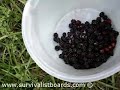 picking-wild-berries.html