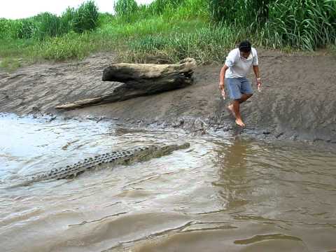 COCODRILO