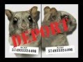Flying Squirrel-vs-Canada-movie-promo.mov