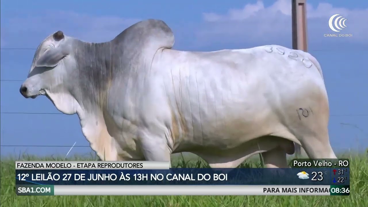 Fazenda Modelo realiza dia de campo virtual e dois leilões no mês de junho
