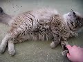 Pet Food Recall and my cat Mao