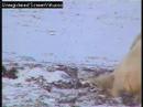 Polar Bear Wrestle Polar Bear Wrestle