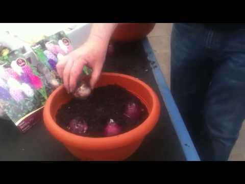 how to replant a hyacinth