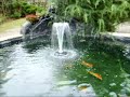 Koi in Pond Wich Glas Front and Heated Wather