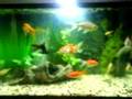 My Fish Tank