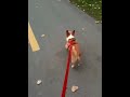 Chihuahua walking fast