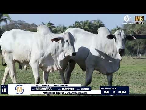 2� DE OLHO NA FAZENDA NELORE SESMARIAS