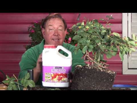 how to fertilize roses