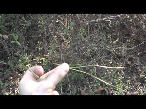 how to collect pine needles