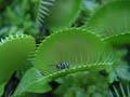 Venus Flytrap in Action