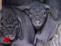 Raw Video: Zoo Presents Lucky Charm Piglets