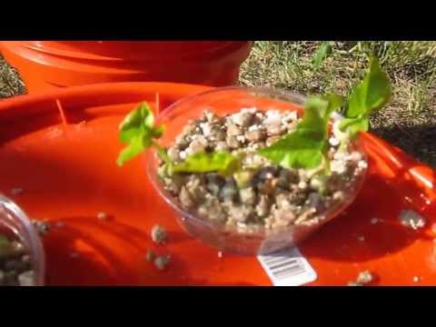 how to fertilize iron clay peas