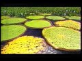 Pantanal - Nada � para sempre ...Parte 1