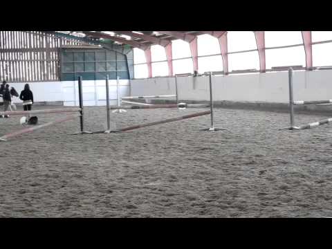 Shetty springt 80 cm Parcour