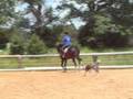 videos de Ferndale Mistral