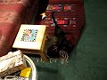 kittens playing