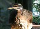 Avian Enthusiasts