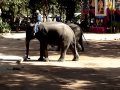 Show at Elephant Training Center Near Lampang, Thailand