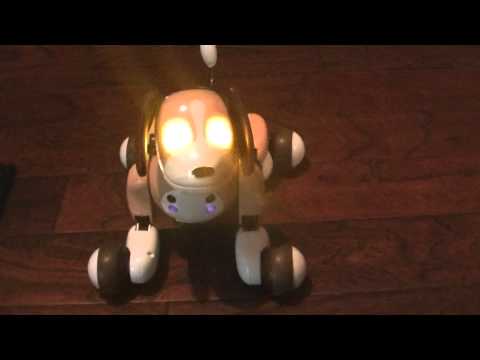 how to train zoomer bentley