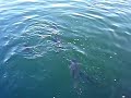 Top Striper Fishing Spots at Lake Powell in Arizona