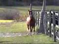 Diego MC - chestnut spanish Andalusian stallion